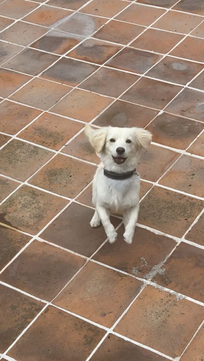 Si ven a este perrito, por favor ayúdennos a resguardarlo.
Se escapó del Fresco y su familia lo está buscando. #LostDogsHerradura