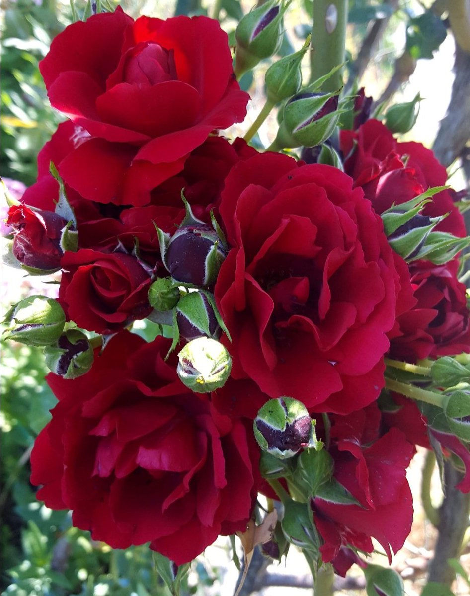 Maria Lea tweet media