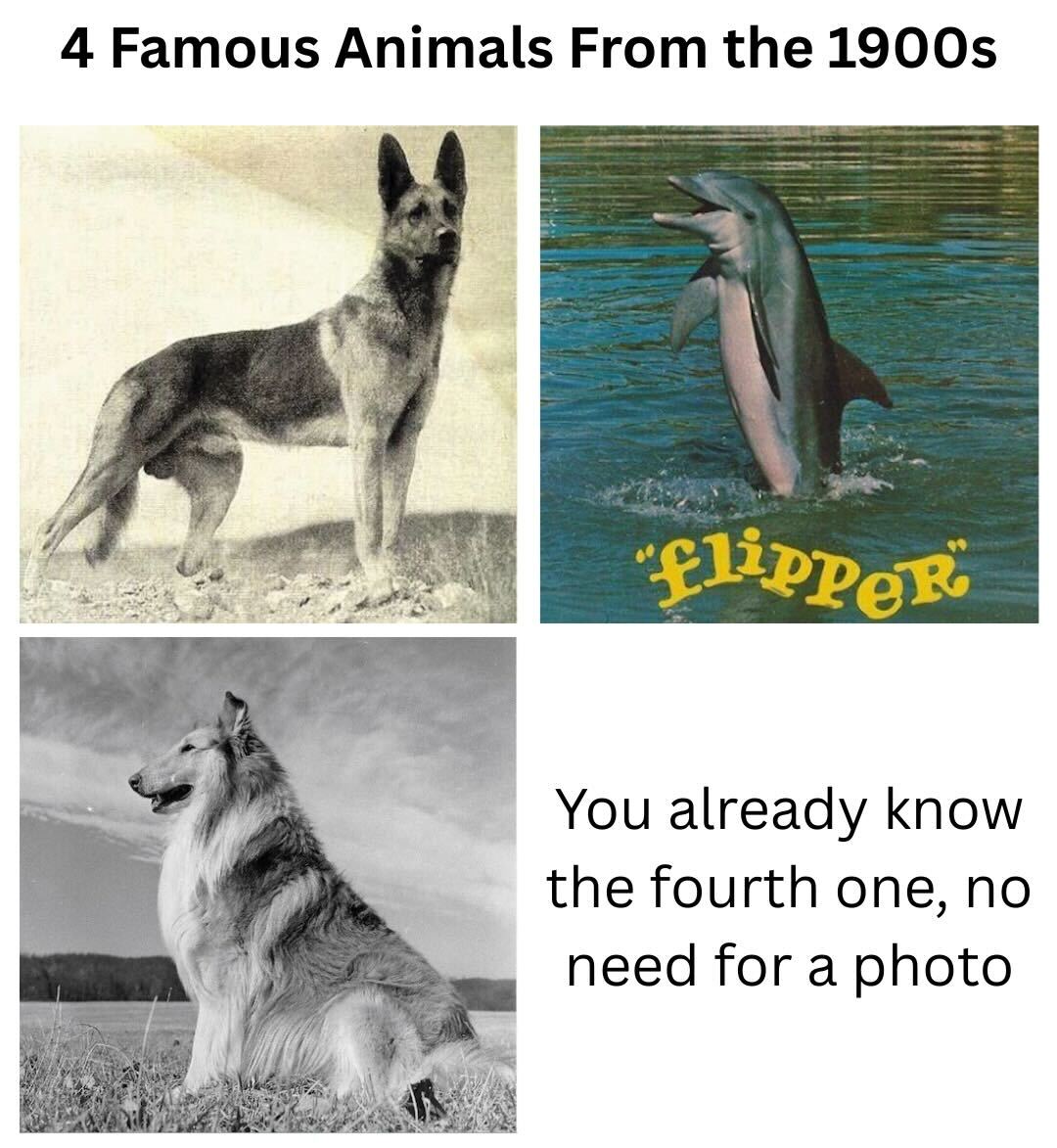 TheAnimalRescue's tweet image. Alright, y'all... the fourth one is stumping me. Who belongs here?