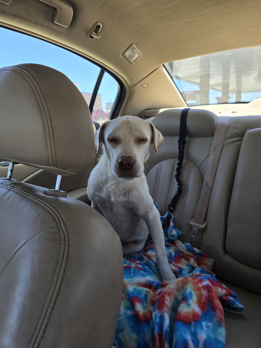 VoiceRescue's tweet image. We have him! And now we have much work to do to help him heal.