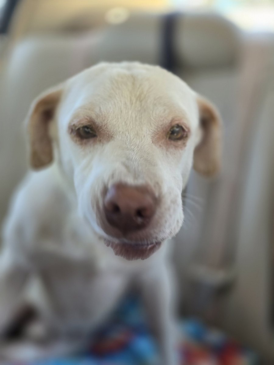 VoiceRescue's tweet image. We have him! And now we have much work to do to help him heal.