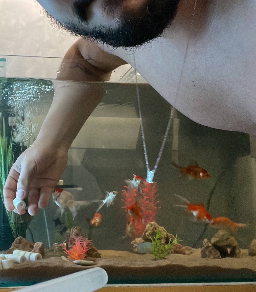 Licurgoferr's tweet photo. Uma saudades dos meus peixinhos! https://t.co/fw1FDSCRiJ
