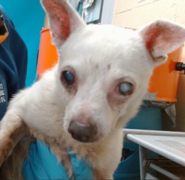 mapleveewesem's tweet photo. 💔🆘💔 After 17 days, Downey California ACC finally decided to name this male sweetheart MARLO (?). He received a rescue plea today, so we have med info. There's a lot - will detail in thread, but he's not in horrendous shape. With a little TLC he should improve.
#A5711473 info⬇️ https://t.co/sf5Ta8xrba