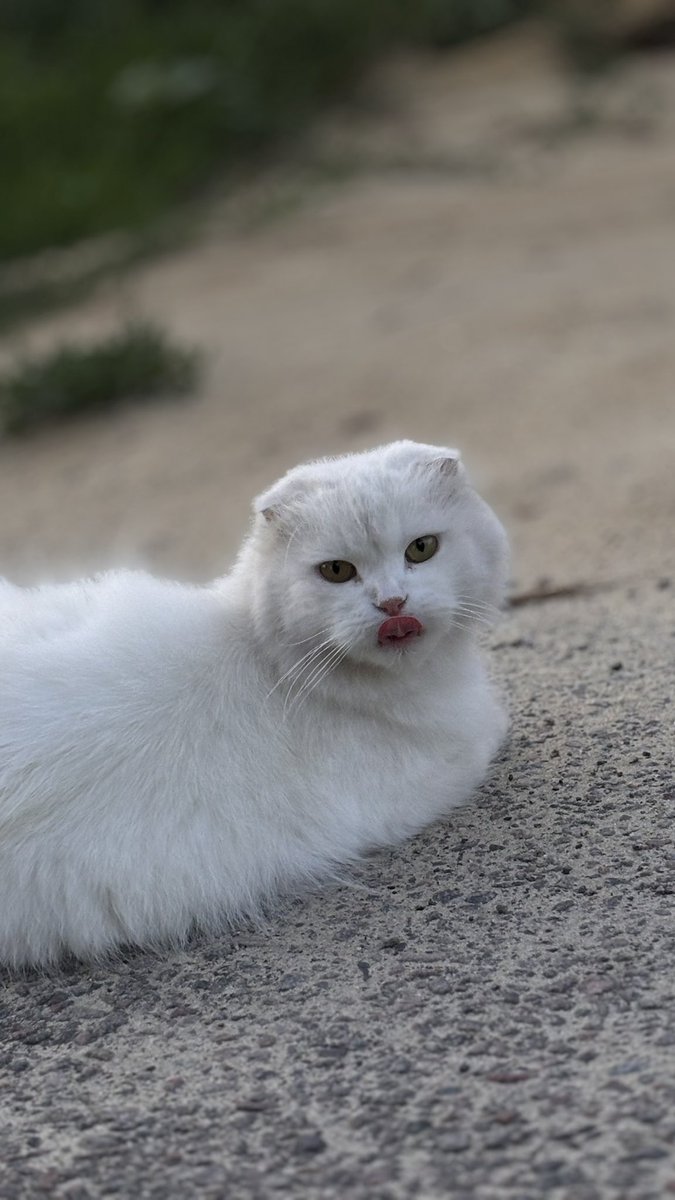 еленочка в темном лесу tweet media