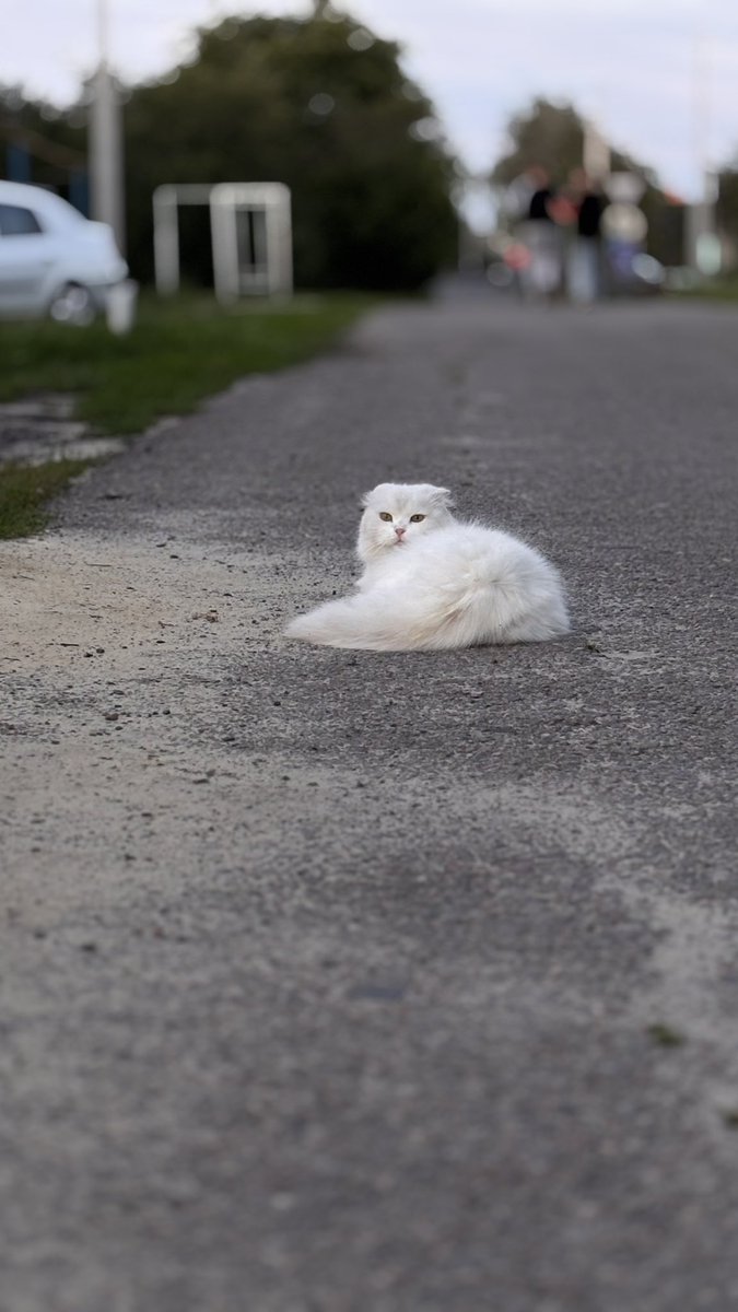 еленочка в темном лесу tweet media