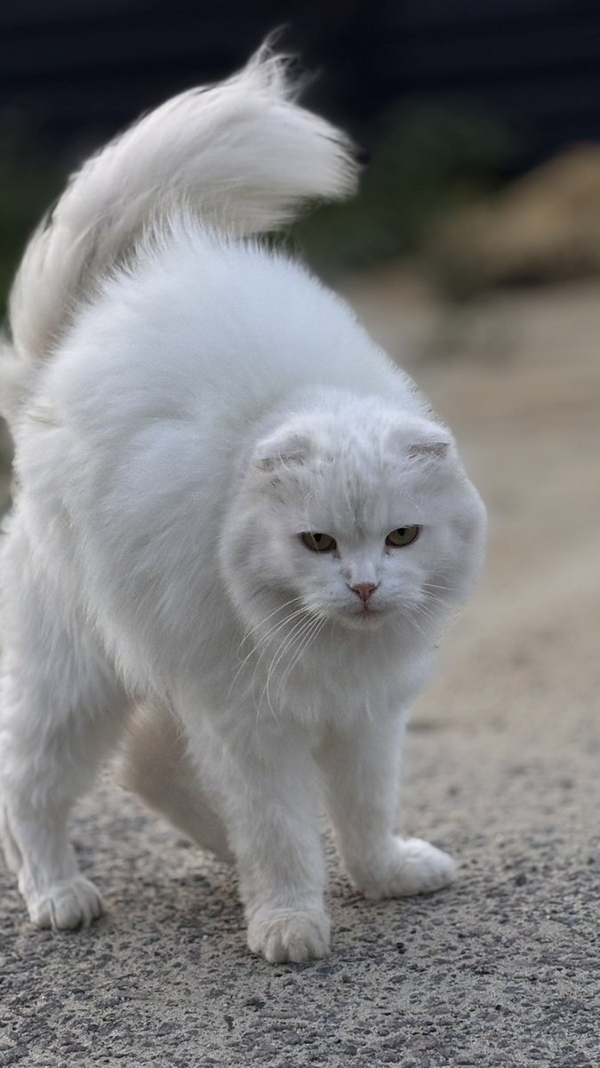 еленочка в темном лесу tweet media