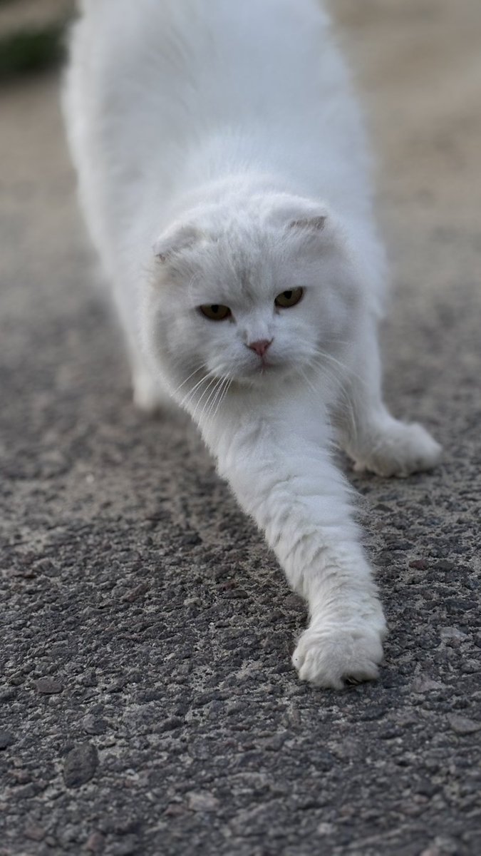 еленочка в темном лесу tweet media