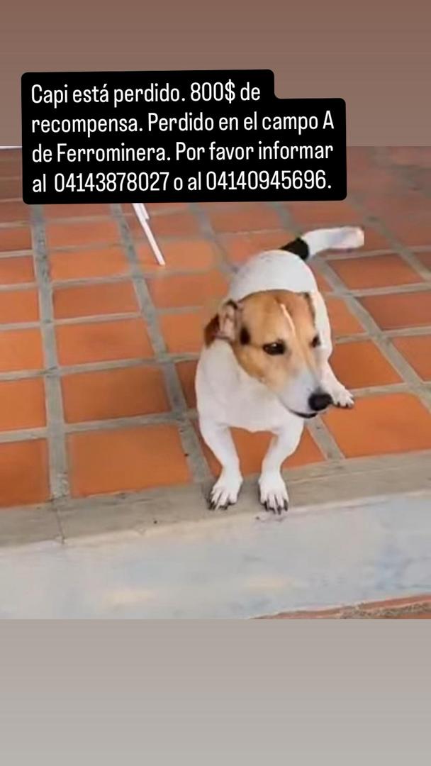 jamillys_'s tweet photo. Perrito perdido en Puerto Ordaz! https://t.co/L2ZMKapDi1