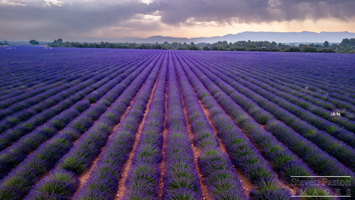 steven paston (@stevenpaston) on Twitter photo Row's of lavender in Valensole plateau, Southern France on recent trip I took in June. <a href="/StormHour/">#StormHour</a> <a href="/ThePhotoHour/">#ThePhotoHour</a> <a href="/DJIGlobal/">DJI</a> #Mini3Pro Row's of lavender in Valensole plateau, Southern France on recent trip I took in June. <a href="/StormHour/">#StormHour</a> <a href="/ThePhotoHour/">#ThePhotoHour</a> <a href="/DJIGlobal/">DJI</a> #Mini3Pro