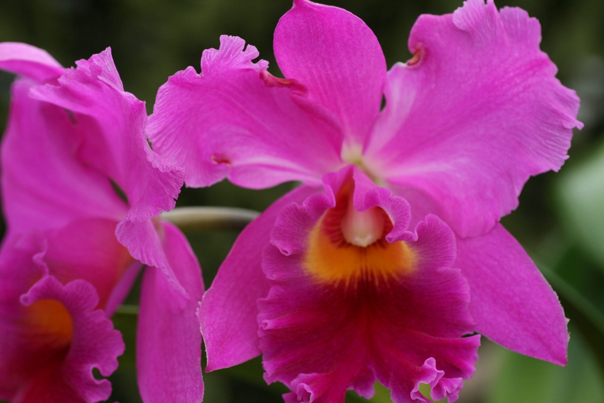 ConfidentialUn's tweet image. Blc Bryce Canyon x Amy Warasugi

#orchids #plants