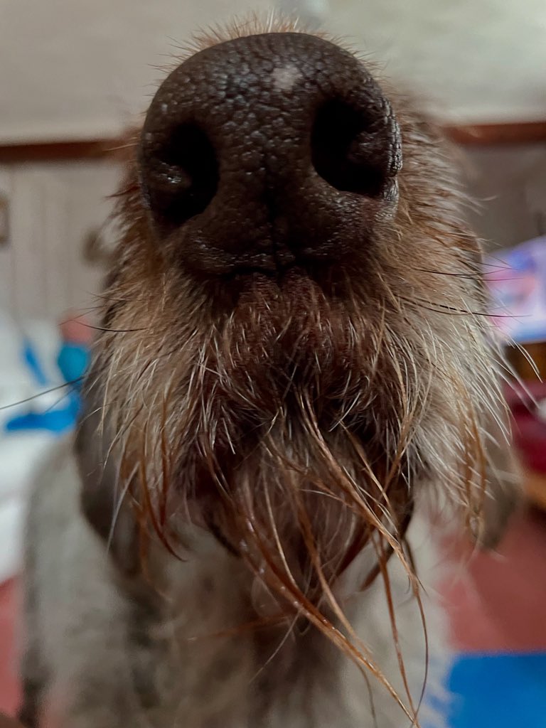Eye spy a bird on the roof #birddog #nose #boop #beard #watching #cute #love #dog #dogsofinstagram <a href="/boopmynose/">Boop My Nose ®</a> #dogsoftwitter