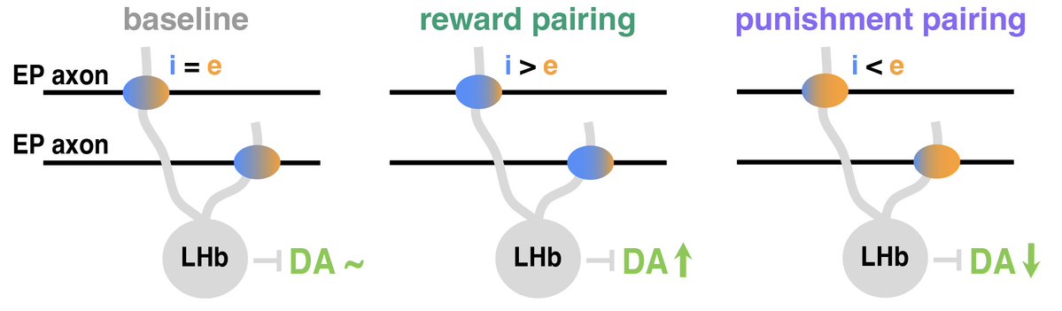 Shun Li (@shunnnli) on Twitter photo Can synapses in the brain switch their signs between excitatory and inhibitory during learning🚦?
Can they act more like weights in artificial neural networks, able to switch signs based on experience 🔃?
Excited to share my thesis work in <a href="/blsabatini/">Bernardo Sabatini</a> lab!
🧵 ⬇️ (1/13) Can synapses in the brain switch their signs between excitatory and inhibitory during learning🚦?
Can they act more like weights in artificial neural networks, able to switch signs based on experience 🔃?
Excited to share my thesis work in <a href="/blsabatini/">Bernardo Sabatini</a> lab!
🧵 ⬇️ (1/13)