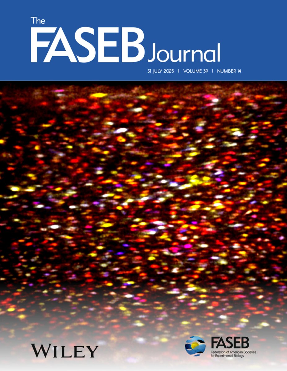 CIBumayor's tweet image. 👩🔬Our PI Charlotte Buckley, who recently joined the CIB, published this article 👉doi.org/10.1096/fj.202….
(Performed in her previous university)
Congratulations 🎉🎉Also, because her image was chosen for the cover of the FASEB Journal of the same issue!!👏👏
See the cover