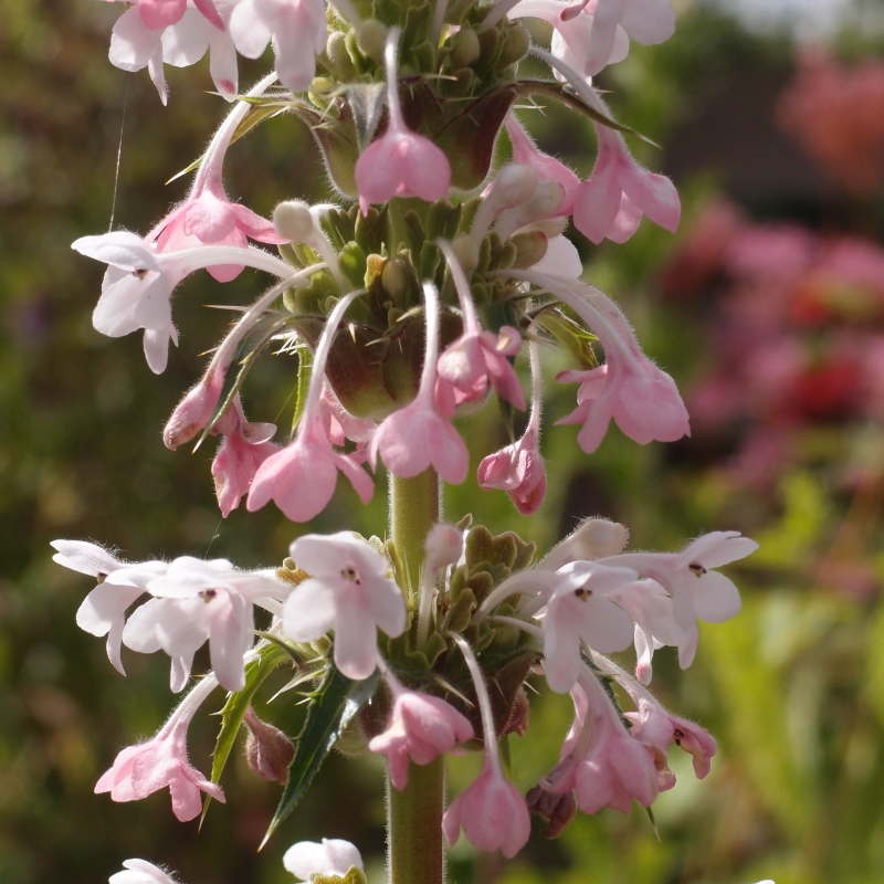 PaddockPlants's tweet photo. One of those beauty and the beast plants, #Morina Longifolia has a surprise in store for those who mistake it for a thistle. And we wouldn't blame you if you did. Grown #peatfree, delivered #plasticfree. 
https://t.co/htTNPY58zs https://t.co/RMrGgesBu8