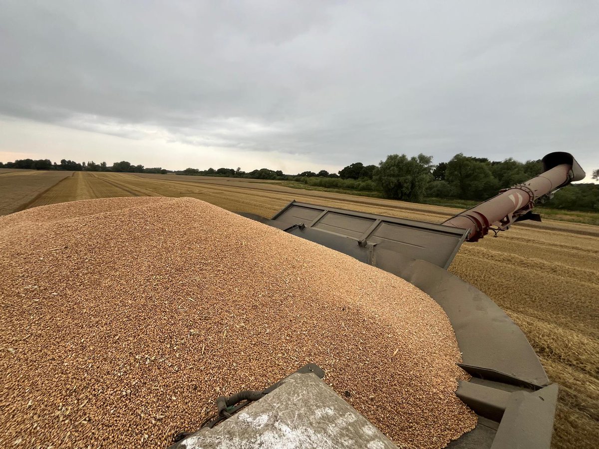 D&P Dear - Quality Beef Finishing (@cattlefinishers) on Twitter photo Grey skies above, wheat in the tank. Awesome Dawsum from <a href="/KWSUKLtd/">KWS UK Ltd</a> doing its thang.
#harvest25 continues.
🌾👊🏻 Grey skies above, wheat in the tank. Awesome Dawsum from <a href="/KWSUKLtd/">KWS UK Ltd</a> doing its thang.
#harvest25 continues.
🌾👊🏻