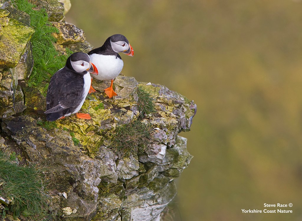 YorkshireCoastNature tweet media