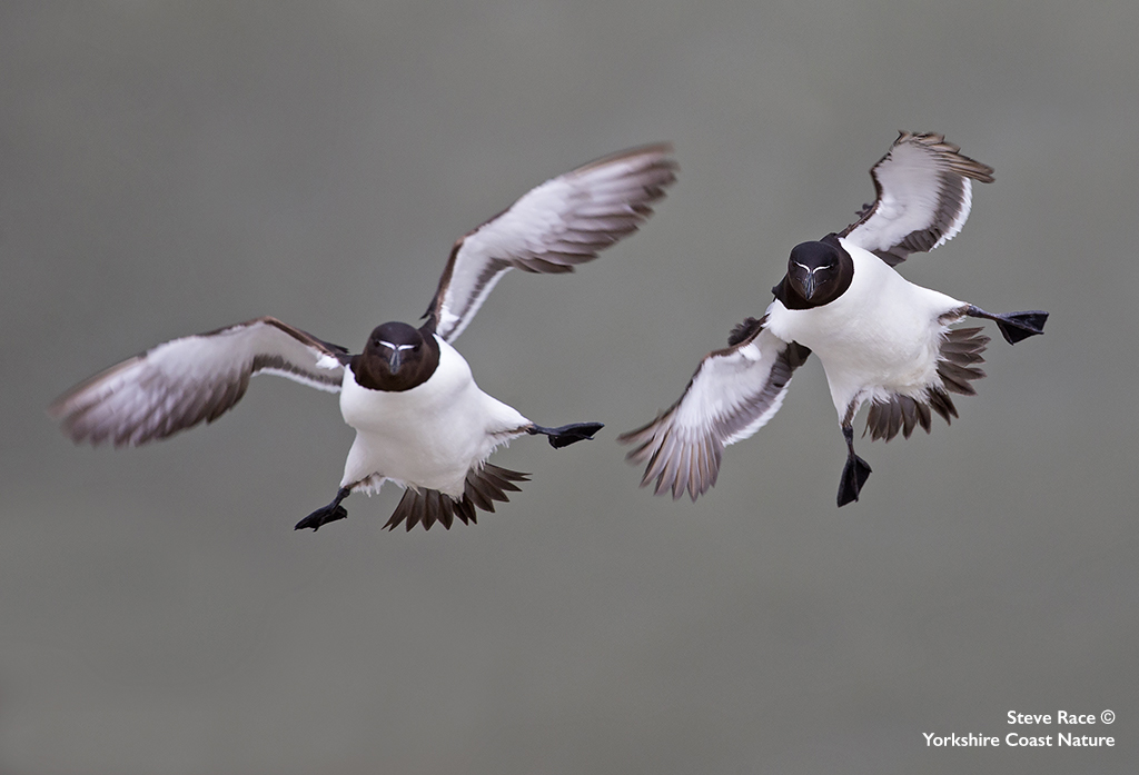 YorkshireCoastNature (@ycnature) on Twitter photo August Photography Events...
We still have a few places available for this month on the following:
Diving Gannet Photography Spectacular
yorkshirecoastnature.co.uk/workshops/92/2…
Seabird Photography Experience
yorkshirecoastnature.co.uk/workshops/81/2…
<a href="/Bempton_Cliffs/">RSPB Bempton Cliffs</a> <a href="/wildlifeimages/">Steve Race</a> #yorkshirecoast #seabirds August Photography Events...
We still have a few places available for this month on the following:
Diving Gannet Photography Spectacular
yorkshirecoastnature.co.uk/workshops/92/2…
Seabird Photography Experience
yorkshirecoastnature.co.uk/workshops/81/2…
<a href="/Bempton_Cliffs/">RSPB Bempton Cliffs</a> <a href="/wildlifeimages/">Steve Race</a> #yorkshirecoast #seabirds