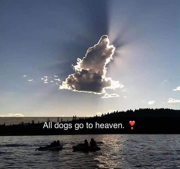 Dog Lovers tweet media