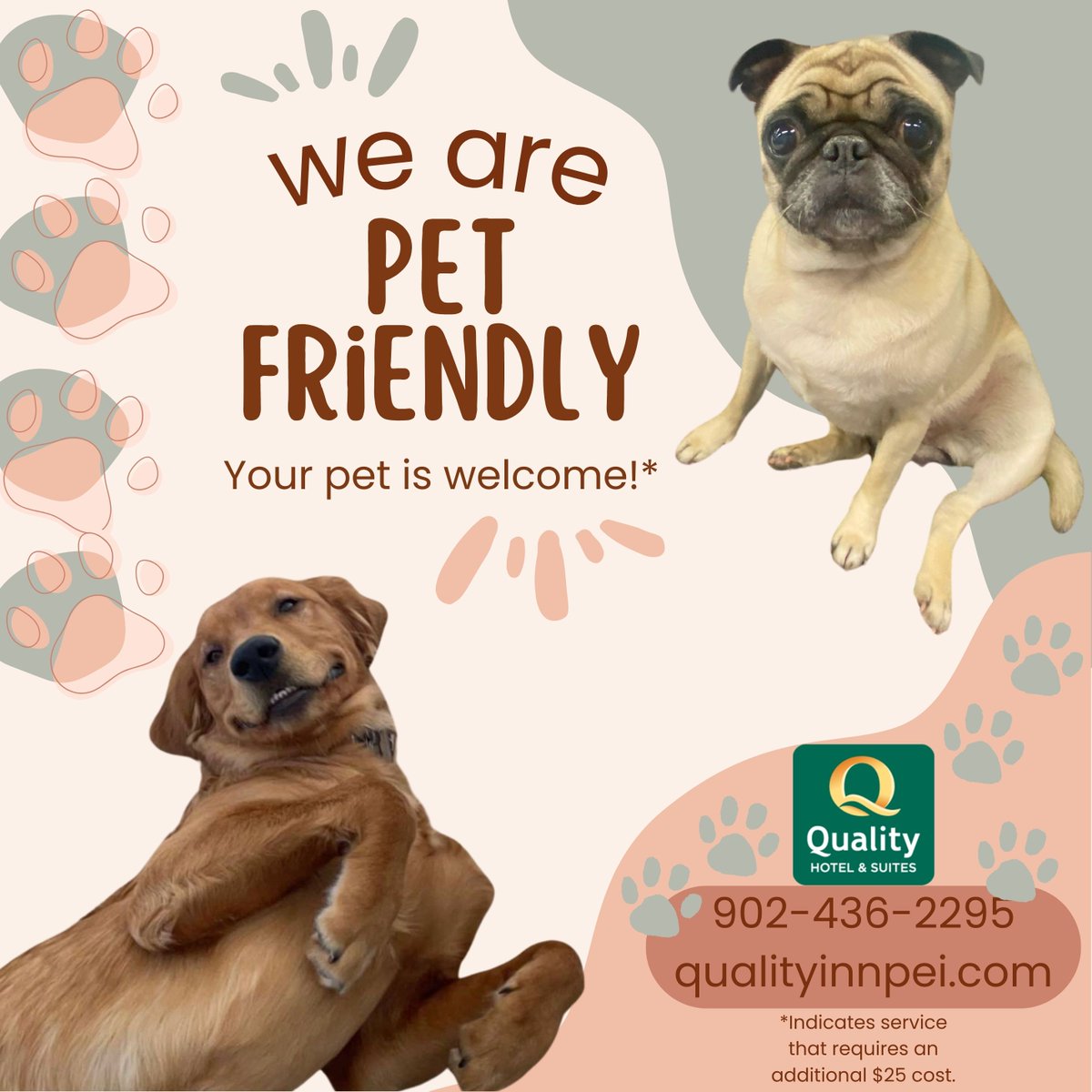 Checking in with your furry friend? You’re in the right place!

At QI &amp; Suites Summerside, we’re proud to be pet friendly — Nearby green space for walks. Comfort for you, tail wags for them.

Pack the treats and hit the road — we’re ready to welcome you (and your pup)!