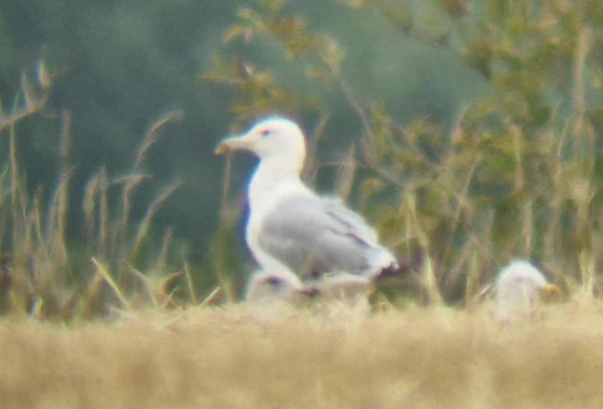 Daniel Langston (@dlangstonbirder) on Twitter photo 3 Caspian Gulls (1s, 2s & 3s) and ~15 YLGs at Leadenham Tip today.
Couple of juv YLGs hanging about together, although think there maybe some Casp genes in one.
<a href="/Lincsbirding/">Lincsbirding</a> 3 Caspian Gulls (1s, 2s & 3s) and ~15 YLGs at Leadenham Tip today.
Couple of juv YLGs hanging about together, although think there maybe some Casp genes in one.
<a href="/Lincsbirding/">Lincsbirding</a>