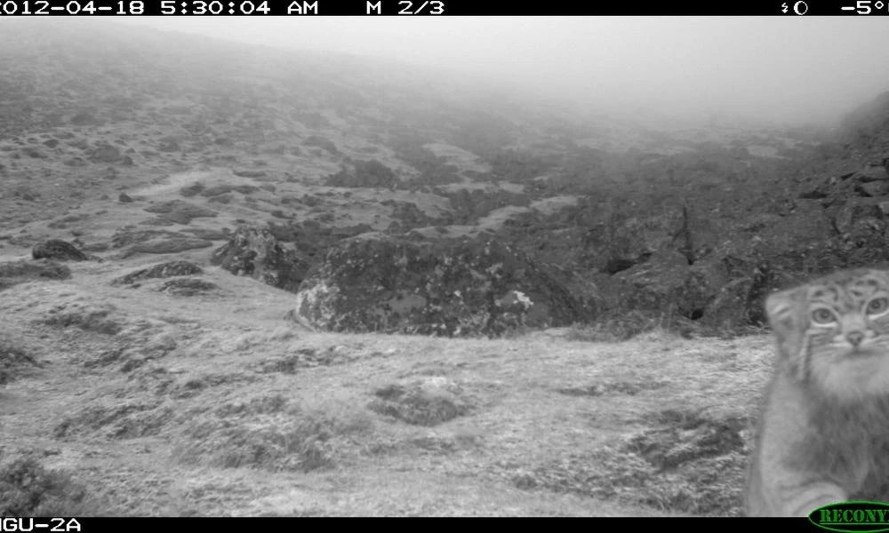 Manul (@pallasgem) on Twitter photo 