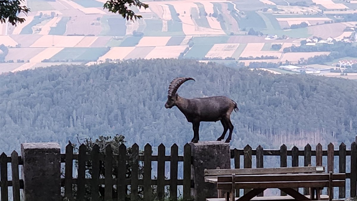 Begegnung in der Dämmerung #HoheWand #wandern