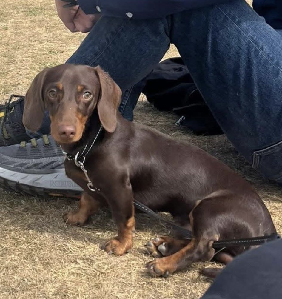 millypod1's tweet image. 🆘22 JULY 2025 #Lost Ralph #ScanMe #Tagged
YOUNG Brown Dachshund: Miniature Male #PUPPY
Bramford Playing Fields / Thacker Close #Ipswich #Suffolk #IP8
Seen on the Willowbrook Estate shortly after he went missing. #SausageArmy PLEASE SHARE
doglost.co.uk/dog/199256