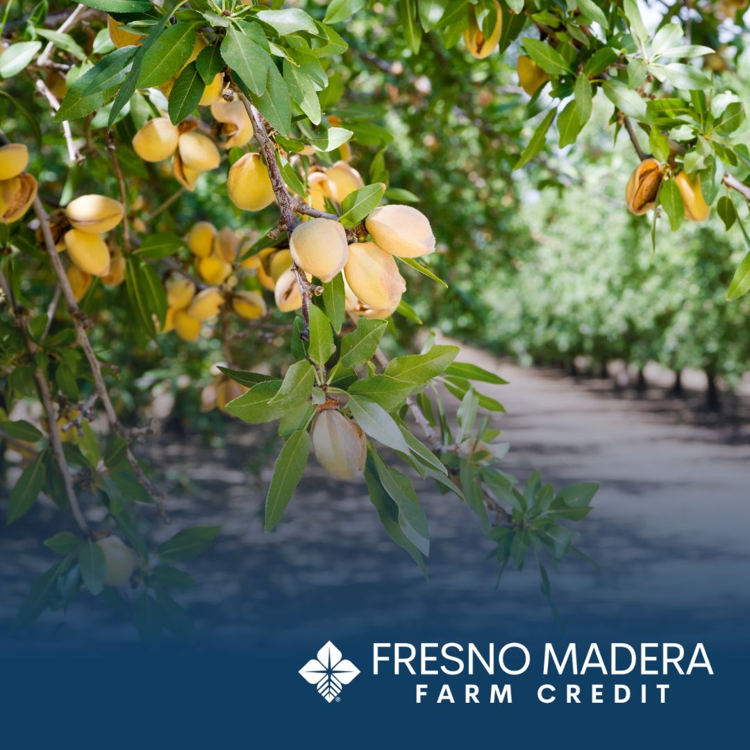 Celebrating Almond Season in the San Joaquin Valley! 

Did you know that over 99% of California’s almonds are grown in the San Joaquin and Sacramento Valleys?

Let’s hear it for the hardworking farmers who nurture these crunchy little morsels! 
#AlmondSeason #SanJoaquinValley