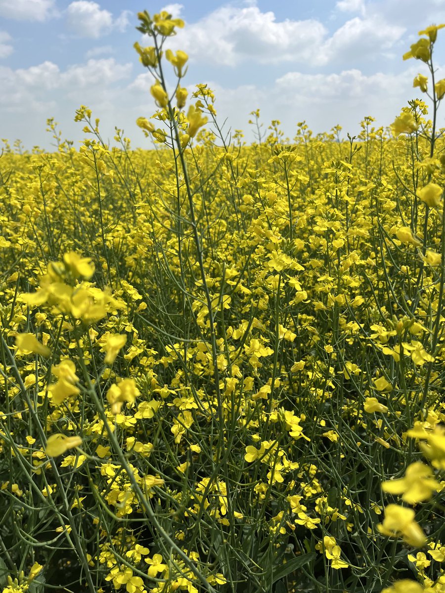 AnnexAgro's tweet image. Impressive podding on this @PioneerSeedsCA P1540L and field is still very yellow. Later seeded canola in area looked a little rough off the start but looking vg now.