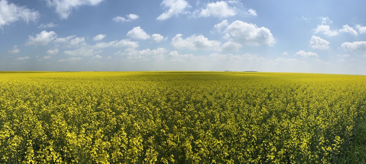 Travis Wiens (@annexagro) on Twitter photo Impressive podding on this <a href="/PioneerSeedsCA/">Pioneer Seeds Canada</a> P1540L and field is still very yellow. Later seeded canola in area looked a little rough off the start but looking vg now. Impressive podding on this <a href="/PioneerSeedsCA/">Pioneer Seeds Canada</a> P1540L and field is still very yellow. Later seeded canola in area looked a little rough off the start but looking vg now.