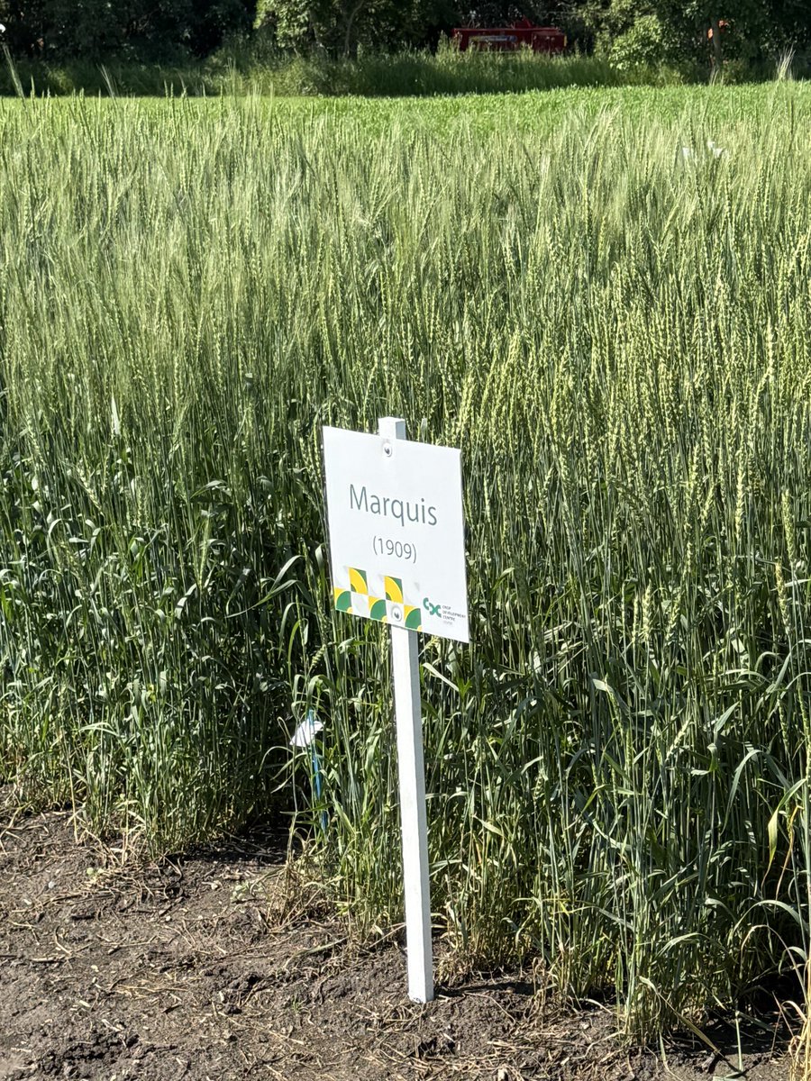 I really liked the trip through wheat breeding time from the 1860s to what we have today. The data from that will be very useful. Well done tour and many thanks for the top notch event and tours at Preston Avenue Kernen and Aberdeen <a href="/CurtisPozniak/">Curtis Pozniak</a> <a href="/CDC_USask/">Crop Development Centre - USask</a>