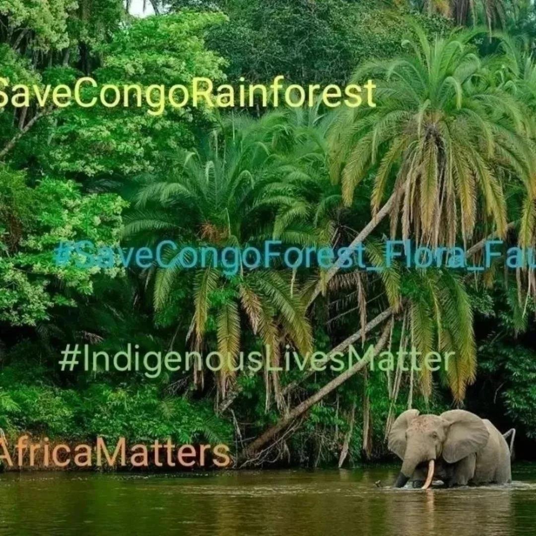 Endel Stamberg #FightFor1Point5 (@endelstamberg) on Twitter photo SaveCongoRainforest Day 1962 + 1963
#SaveCongoRainforest
#SaveCongoForest_Flora_Fauna🌴🦍 #AfricaMatters #IndigenousLivesMatter
<a href="/SaveCongoForest/">Save Congo Rainforest</a>
In Solidarity with <a href="/vanessa_vash/">Vanessa Nakate</a> and <a href="/Remy_Zahiga/">Remy Zahiga</a>
The Congo Rainforest is vital in the fight for climate and social justice!☮️🌍 SaveCongoRainforest Day 1962 + 1963
#SaveCongoRainforest
#SaveCongoForest_Flora_Fauna🌴🦍 #AfricaMatters #IndigenousLivesMatter
<a href="/SaveCongoForest/">Save Congo Rainforest</a>
In Solidarity with <a href="/vanessa_vash/">Vanessa Nakate</a> and <a href="/Remy_Zahiga/">Remy Zahiga</a>
The Congo Rainforest is vital in the fight for climate and social justice!☮️🌍