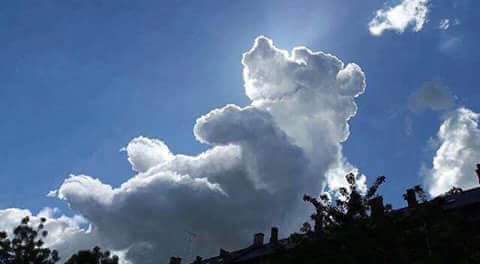 pampoodlejr's tweet image. teddy cloud 💙🤍💙