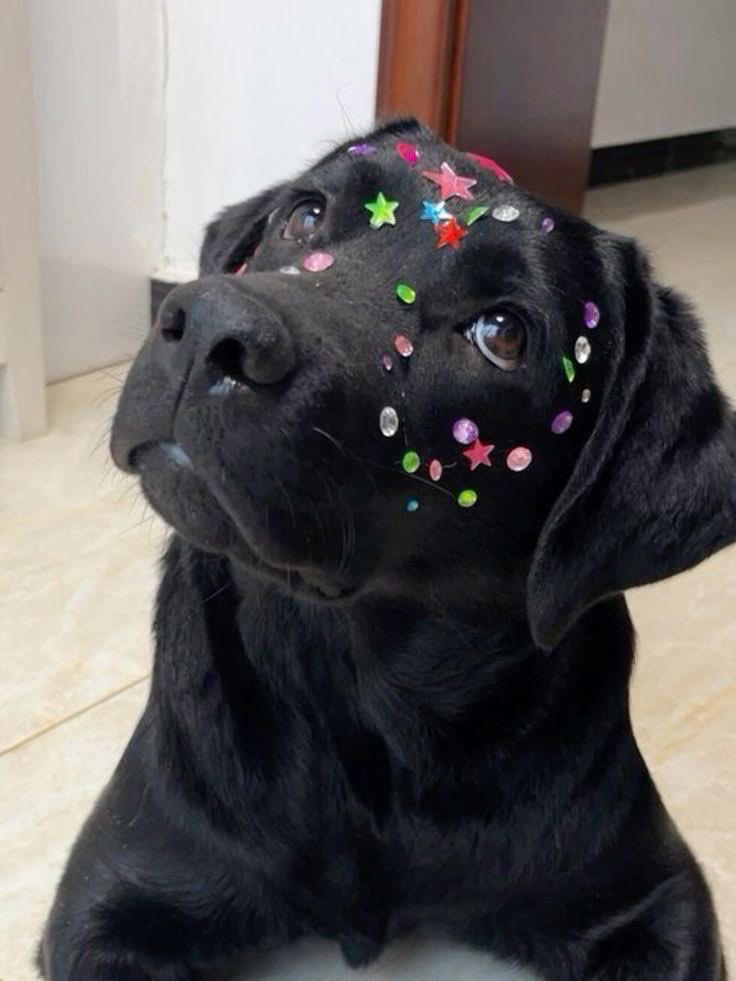 💖 (@twaniimals) on Twitter photo 