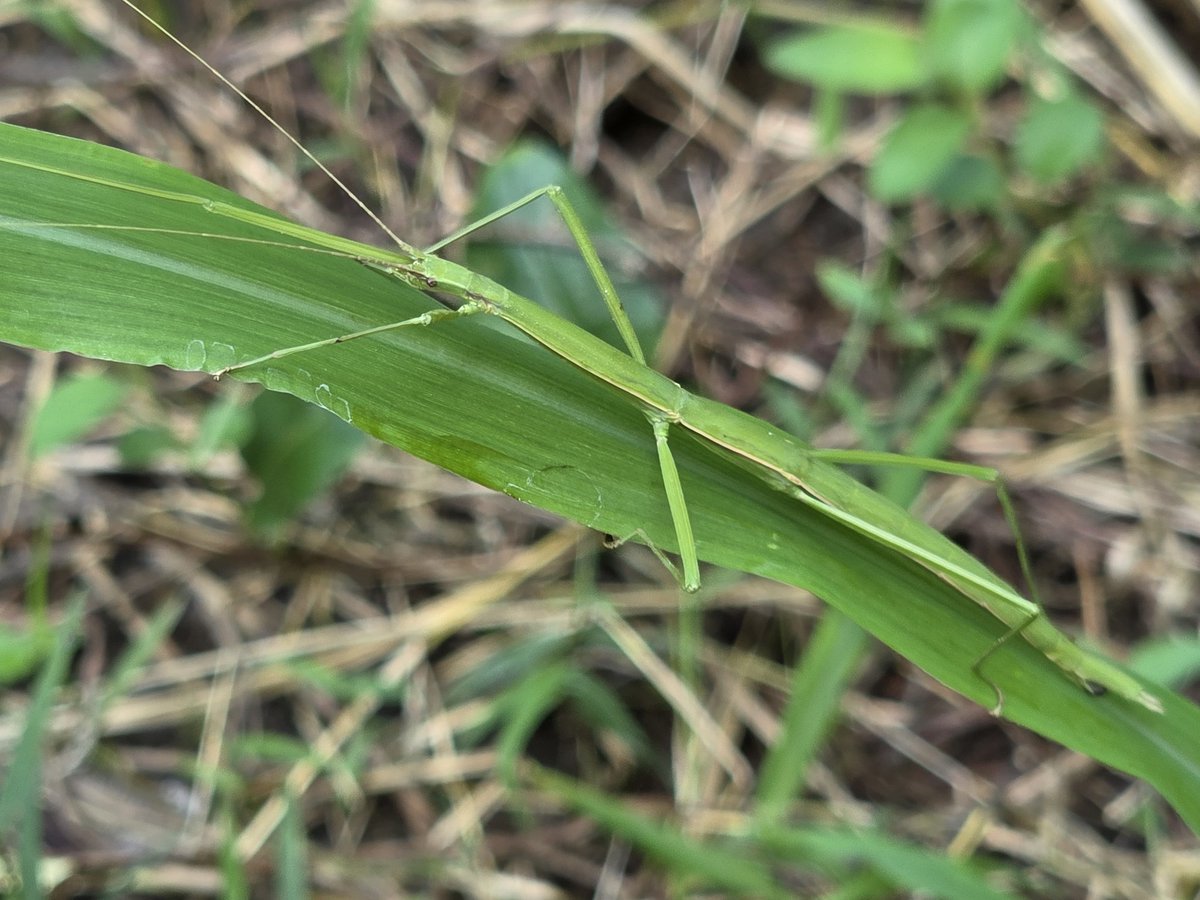 EmuSecundus's tweet image. Get stick bugged!