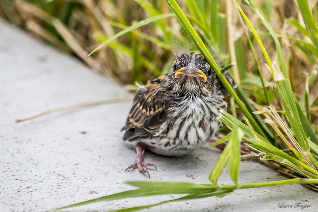 Its mid-summer and some birds are fledging their second (or even third!) nests! 
What should you do if you find a baby bird on the ground? Follow the tips in this article: nestwatch.org/learn/how-to-n… 
📷: Young Chipping Sparrow by Laura Frazier