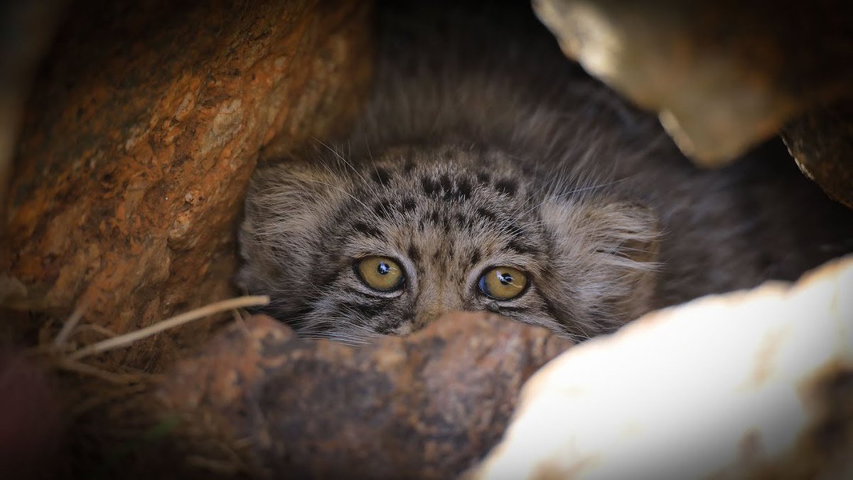 Manul (@pallasgem) on Twitter photo 