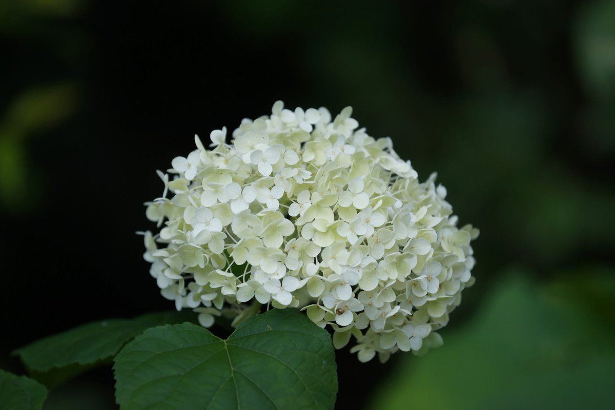 takecyanful's tweet image. 7/25 金曜日 🌞 26℃
🍀 おはようございます🍀
ーーーーーーーーーーーー
Good morning everyone
ーーーーーーーーーーーー
🍀🌸🍀