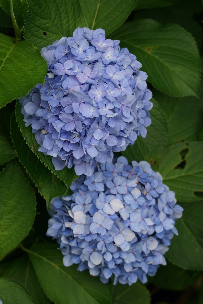 takecyanful's tweet image. 7/25 金曜日 🌞 26℃
🍀 おはようございます🍀
ーーーーーーーーーーーー
Good morning everyone
ーーーーーーーーーーーー
🍀🌸🍀