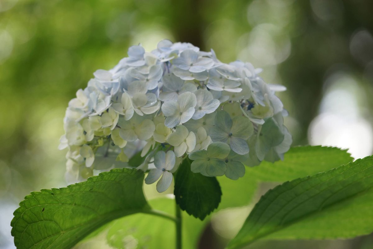 takecyanful's tweet image. 7/25 金曜日 🌞 26℃
🍀 おはようございます🍀
ーーーーーーーーーーーー
Good morning everyone
ーーーーーーーーーーーー
🍀🌸🍀