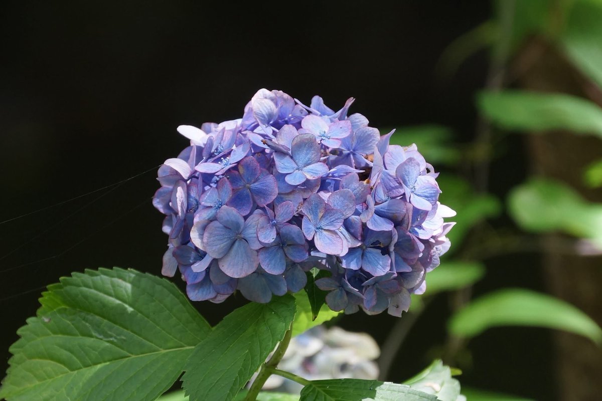 takecyanful's tweet image. 7/25 金曜日 🌞 26℃
🍀 おはようございます🍀
ーーーーーーーーーーーー
Good morning everyone
ーーーーーーーーーーーー
🍀🌸🍀