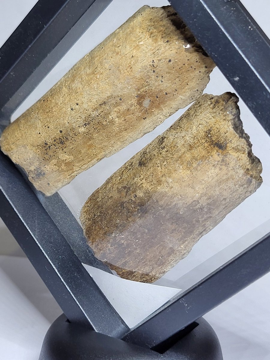 Mostly Fossils tweet media