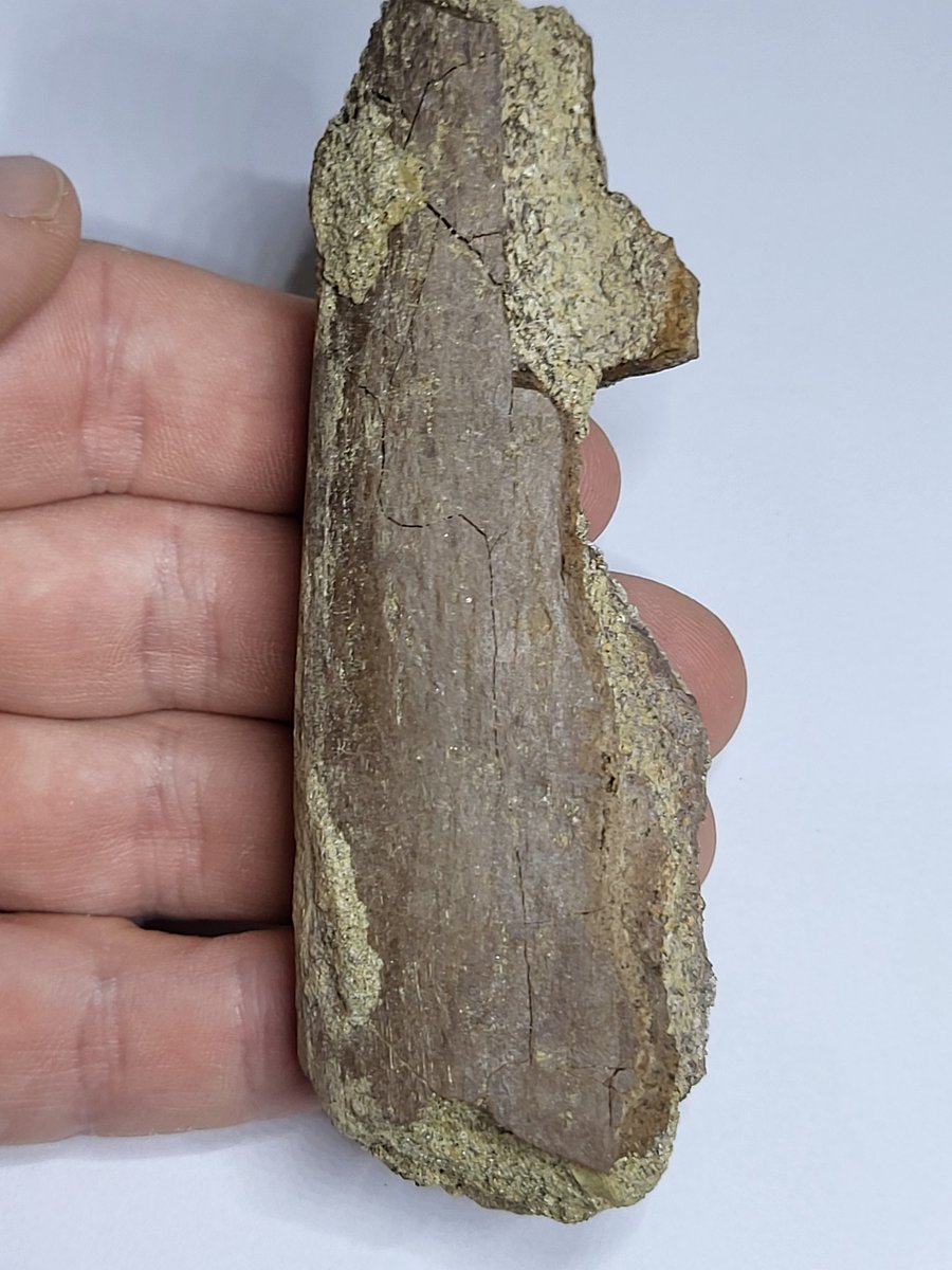 Mostly Fossils tweet media