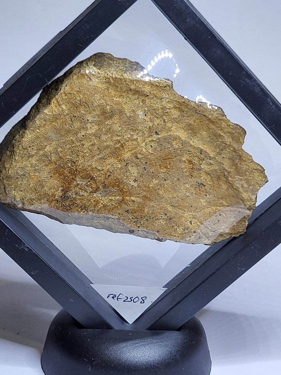 Mostly Fossils tweet media