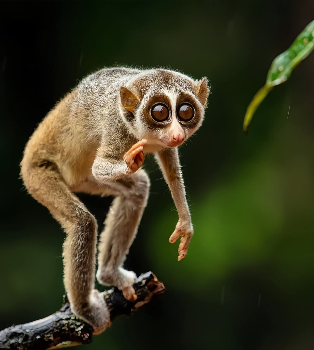 techieojo's tweet image. Meet the Slender Loris — the tiny acrobat of the night!
With glowing eyes and silent moves, it hunts insects in the dark.
Found in India &amp;amp; Sri Lanka, this primate is now threatened by habitat loss &amp;amp; the pet trade.

#WildlifeWednesday #NatureMatters