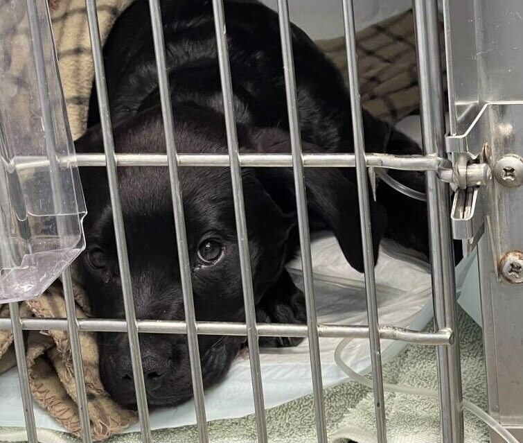 JVCom's tweet image. En 2021, un jeune américain de 8 ans a vendu sa collection de cartes Pokémon pour sauver son chiot de 4 mois. ❤
Le chiot était atteint de parvovirose, une maladie virale. Issu d'une famille modeste, Kryson Kliemann a décidé de vendre ses cartes pour réunir les 800$ du…