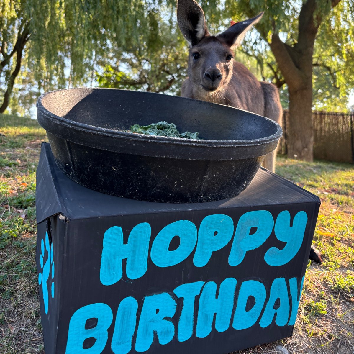 TheTorontoZoo's tweet image. It’s been a busy day of celebrations today! Happiest of birthdays to these Zoo favourites 💚
🦘 Nigel the kangaroo: 2 Years Old
🦧 Kembali, the Sumatran orangutan: 19 Years Old
🐾 Tootsie, the Capybara: 8 Years Old
Join us in wishing them a great year ahead ⬇️ #GuardiansofWild