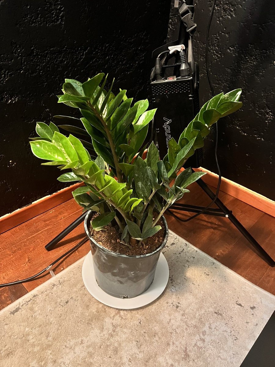 rileyb3d's tweet image. My wife gifted me a new plant 🪴 ❤️