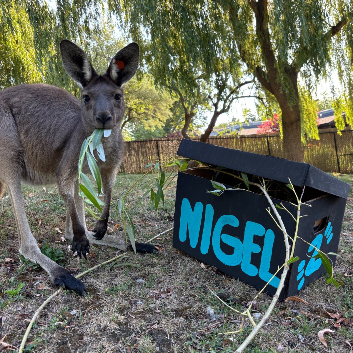 TheTorontoZoo's tweet image. It’s been a busy day of celebrations today! Happiest of birthdays to these Zoo favourites 💚
🦘 Nigel the kangaroo: 2 Years Old
🦧 Kembali, the Sumatran orangutan: 19 Years Old
🐾 Tootsie, the Capybara: 8 Years Old
Join us in wishing them a great year ahead ⬇️ #GuardiansofWild