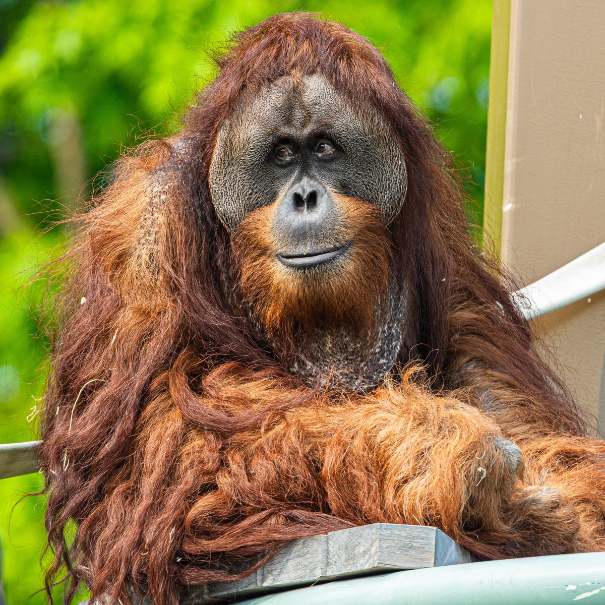 TheTorontoZoo's tweet image. It’s been a busy day of celebrations today! Happiest of birthdays to these Zoo favourites 💚
🦘 Nigel the kangaroo: 2 Years Old
🦧 Kembali, the Sumatran orangutan: 19 Years Old
🐾 Tootsie, the Capybara: 8 Years Old
Join us in wishing them a great year ahead ⬇️ #GuardiansofWild